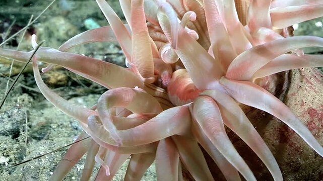 Witness the captivating beauty of Aulactinia stella, an elegant sea anemone, gracefully swaying in the chilly Arctic waters. Its delicate tentacles dance gently on the ocean floor.