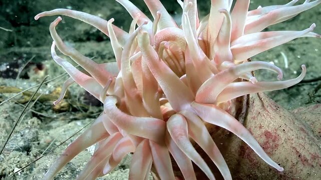 Underwater, Aulactinia stella, or Starburst Anemone, flourishes. The pink and white tentacles ripple in the current of the Arctic sea. A sea floor offers space to thrive.