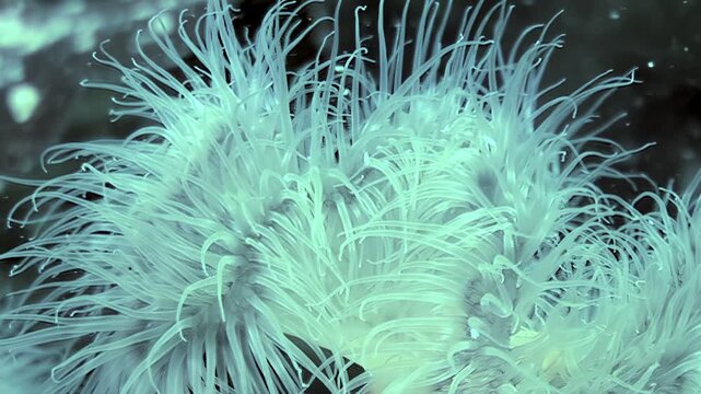 Watch the captivating motion of Metridium senile tentacles filtering food from the water. Experience the mesmerizing dance under the frigid waves of the Arctic.