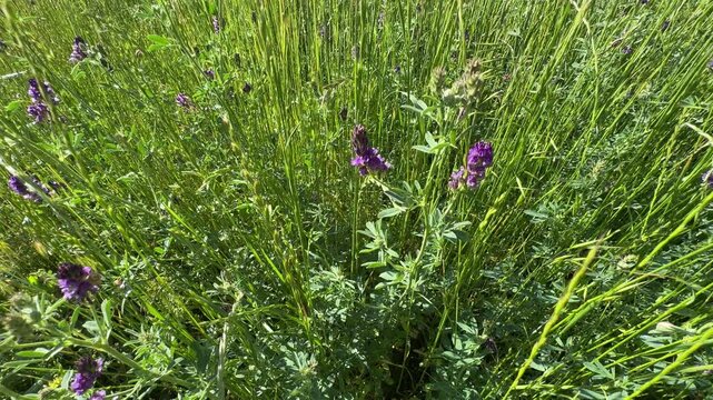 Close-up of alfalfa (Medicago sativa) flowers with purple petals swaying gently in a green grass field. Beautiful wild lucerne foliage footage for natural countryside and agriculture videos.