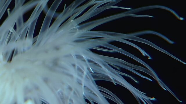 Underwater beauty unfolds as Metridium senile sways gently. Its numerous tentacles capture nutrients in the cold Arctic currents. A fragile dance of life under the sea.
