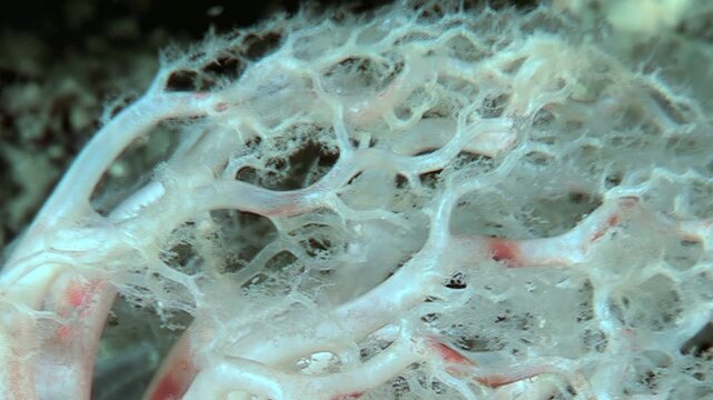 The orange sea cucumber, Cucumaria miniata, is shown filter feeding in the cold waters of the Arctic. The animal extends its tentacles to capture plankton.