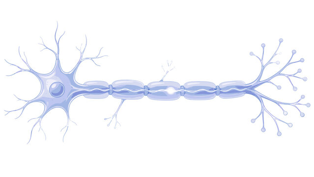 Blue neuron cell illustration with branching dendrites long axon shown as nervous system biology concept for neuroscience education medical learning poster biology classroom poster