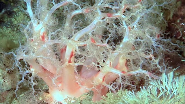 In the cold Arctic waters, the orange sea cucumber Cucumaria miniata extends its feeding tentacles. It snags plankton floating by, retracting its tentacles to enjoy the captured meal.