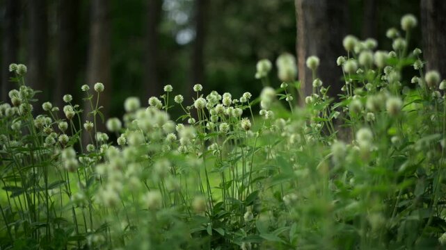 White clover flowers blooming in meadow grass with swirly bokeh