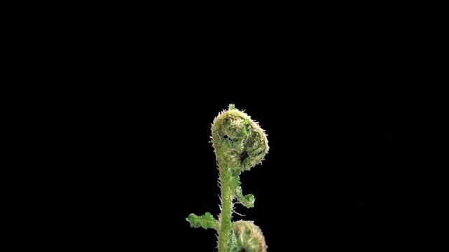 Time lapse of fern plant unrolling new fronds with ALPHA transparency channel isolated on black background, 4K