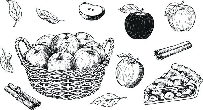 Vintage apple illustration set with basket whole fruits slice cinnamon sticks and apple pie isolated on transparent background