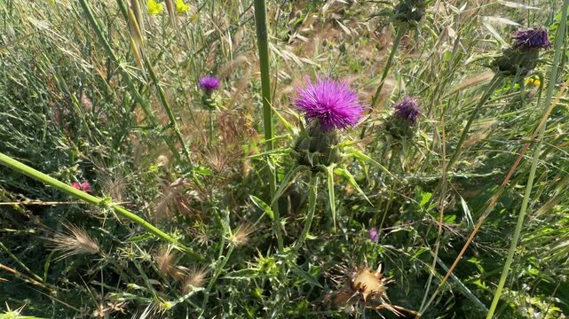 Close-up of a milk thistle (Silybum marianum) wildflower with a sharp purple head swaying gently in a wild field. Beautiful blessed thistle foliage footage for nature and herbal medicine videos.
