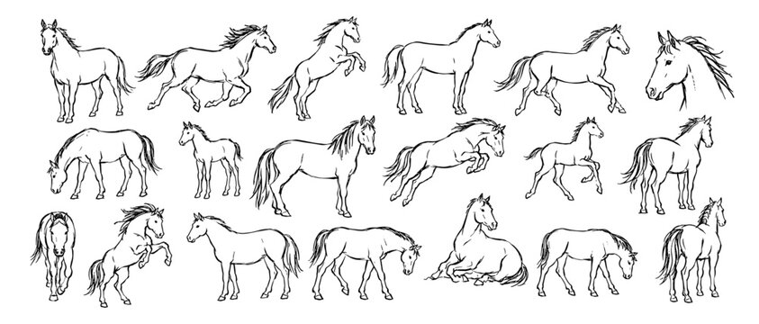 Hand drawn horse outline sketch set with running, standing and jumping equine poses, chalk charcoal doodle foal line art isolated vector