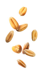 Obraz premium Many wheat grains falling against white background