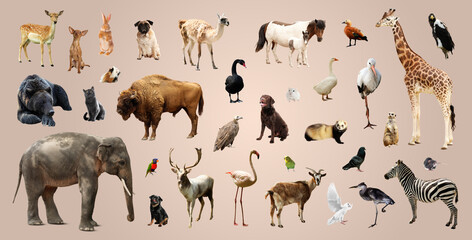 Obraz premium Collection of different animals on beige background