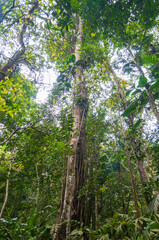 Fototapeta premium trees in the forest