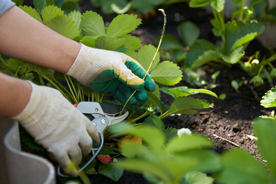 Caring for strawberries in a garden bed. A man cuts off a strawberry runner with sharp pruning shears. Close-up.