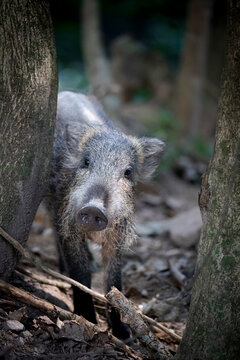 Young wild boar in Hong Kong forest