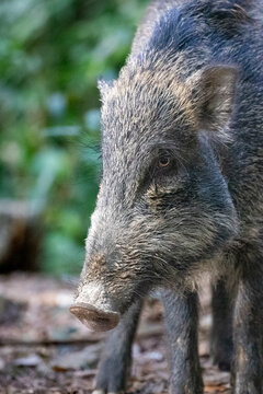 Wild boar in Hong Kong forest