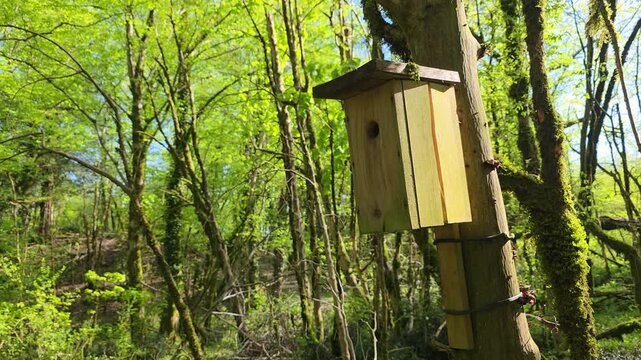Wooden birdhouse attaching to a tree trunk in a vibrant green forest, offering shelter and encouraging nesting for local wildlife during the spring season
