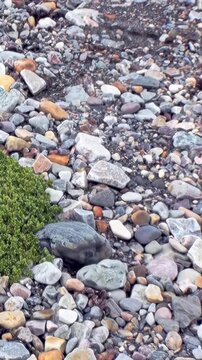 A captivating close-up reveals tenacious green groundcover thriving amidst a beautiful tapestry of colorful stones and pebbles.