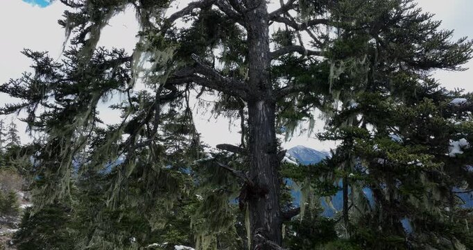 Beard lichen growing on a tree branch. Old man's beard lichen hanging on tree branches in the forest,Tibet,China