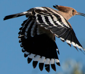 Eurasian hoopoe in flight against blue sky © Celia