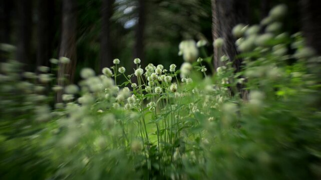 White clover flowers blooming in meadow grass with swirly bokeh