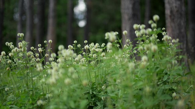 White clover flowers blooming in meadow grass with swirly bokeh