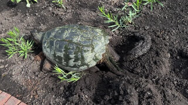 A common snapping turtle laying and burying her eggs in a garden.