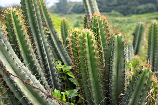 Beach Mandacaru (Cereus fernambucensis), also known as White Cardeiro. A native and endemic plant of Brazil, it grows on the coast, in restinga ecosystems and rocky slopes of the Atlantic Forest.