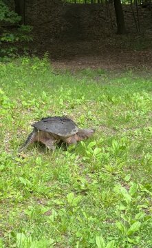A large common snapping turtle walking quickly in grass next to a forest in Minnesota.