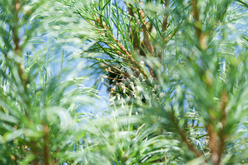 Fir branches in the garden. Macro © Violetta Korolkova 
