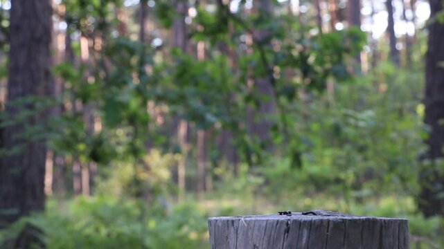 Man whittling wood and throwing knife in forest. This video depicts bushcraft and outdoor survival skills.