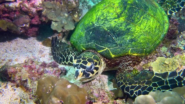 Close-up of a sea turtle swimming and feeding underwater. Exploration of the seabed, marine ecosystem, underwater nature, tropical fish. Underwater world and the life of its inhabitants. Diving.