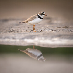Obraz premium Semipalmated Plover Reflection on the beach