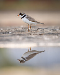 Obraz premium Semipalmated Plover Reflection on the beach