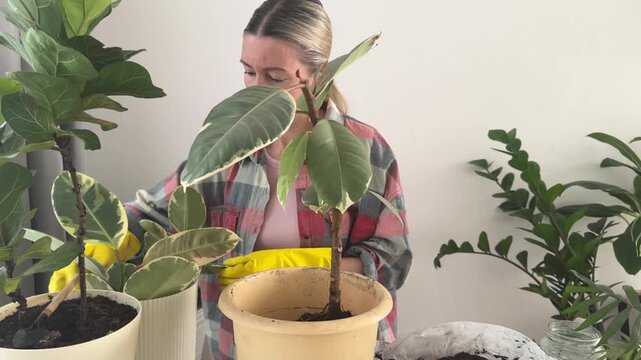 A woman is repotting a ficus in her home; caring for the ficus.