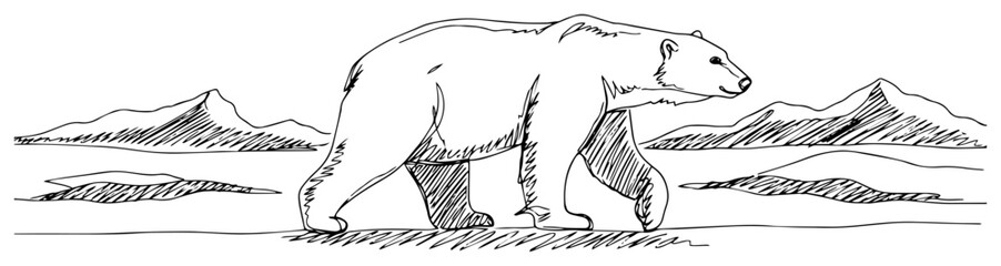 Polar bear walking in arctic landscape line art, minimalist wildlife illustration of bear on snow, environment and climate change concept vector © ----WWWLINE----