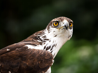 Naklejka premium African hawk eagle