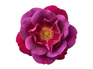 Naklejka premium Purple rose flower head with botanical romantic colorful decoration isolated on transparent background