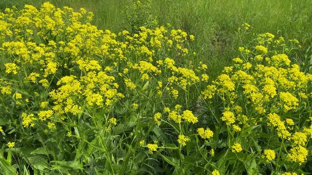 Yellow flowers called Bunias orientalis or Turkish arugula. Paddock and field. Sunny summer day in nature. Sweden, 2026.