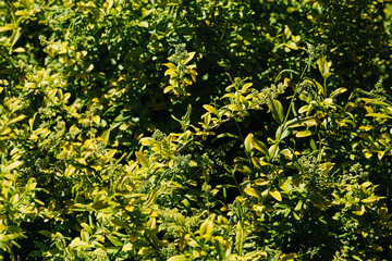 Fototapeta premium Green ornamental shrub with fresh leaves. Dense garden hedge texture. Natural plant background. Landscaping vegetation in sunny outdoor environment.