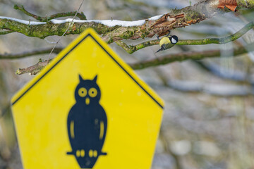 Great tit on snowy branch with yellow owl nest box in winter garden © Holger