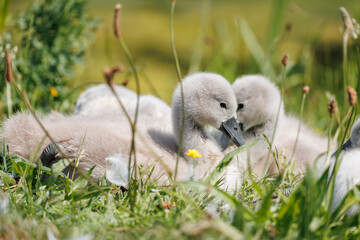 Fototapeta premium Two Mute Swan cygnets (Cygnus olor) resting side by side in a spring meadow, fluffy gray down, heads close together, yellow buttercup between them