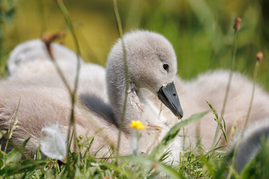 Mute Swan cygnet (Cygnus olor) resting in a wildflower meadow at ground level, fluffy gray down, dark bill near a yellow buttercup, intimate close-up