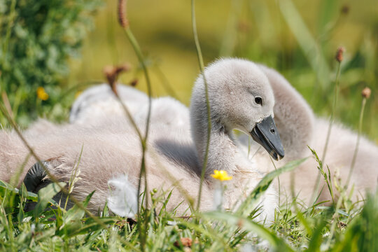 Mute Swan cygnet (Cygnus olor) at extreme ground level, head bowed toward a yellow buttercup, tiny webbed foot visible, fluffy down in close detail