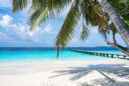 Tropical beach with palm tree, South Ari Atoll, Maldives