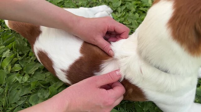 Jack Russell Terrier dog lying peacefully on green grass while its owner carefully checks the dog&rsquo;s coat for ticks after an outdoor walk. Responsible pet care routine during the warm season