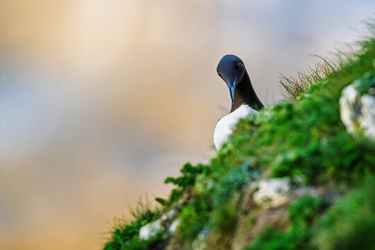 Guillemot, Uria Aalge, Bempton Cliffs, Yorkshire, England	