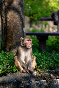 Wild Rhesus Macaque in Hong Kong