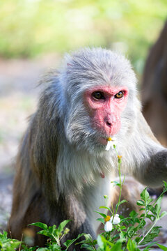 Wild Rhesus Macaque eating flower