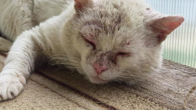 Senior white cat resting, appearing neglected and unwell, showing patches of hair loss and skin irritation on its face and head, reflecting themes of animal welfare and veterinary care