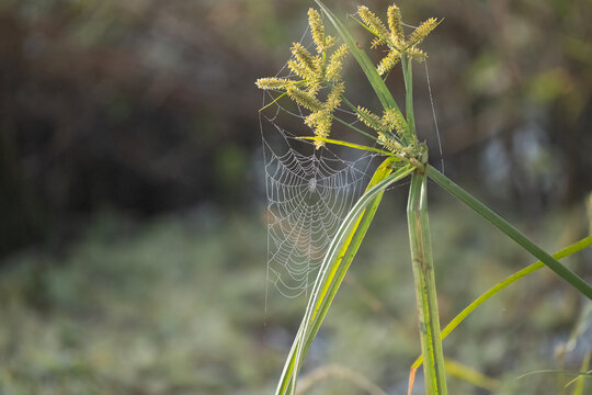 Tela de ara&ntilde;a